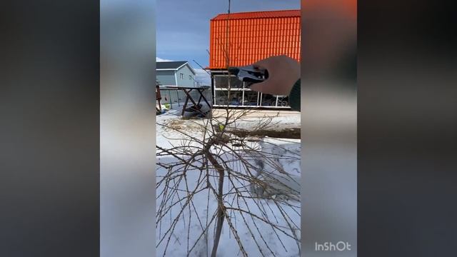 Обрезка лиственницы пендула на штамбе смотреть онлайн