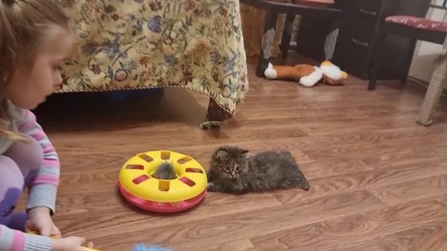 У МИЛАНЫ ОГРОМНАЯ ЛЮБОВЬ К ЖИВОТНЫМ.🐈🐕🐶🧡 смотреть онлайн