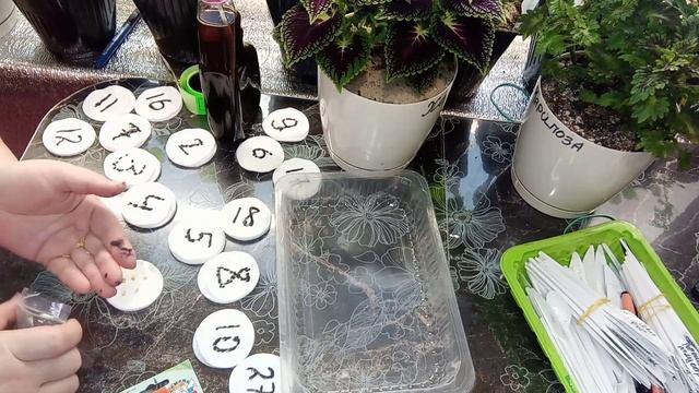 ?Самый лучший и надёжный способ посадки сладкого перца.?Подготовка семян и грунта. смотреть онлайн