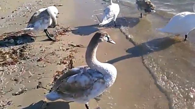 Евпатория зима лебеди смотреть онлайн