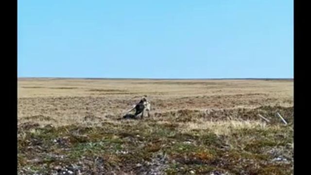 Ямальский песец попался в обзор камеры смотреть онлайн