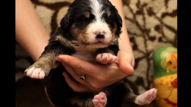 Бернские Зенненхунды смотреть онлайн