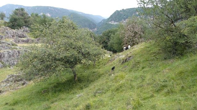 Черный ягненок прыгает как вошь. Южный Тироль.
