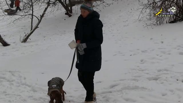 Щенок риджбек, преследование миски через забор, дрессировка воспитание смотреть онлайн