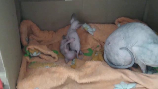Котята донского сфинкса 1 месяц уже играют . смотреть онлайн