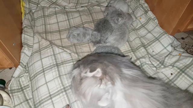 СПАСАЮ НОВОРОЖДЕННЫХ КОТЯТ. Что то пошло не так - моя история смотреть онлайн