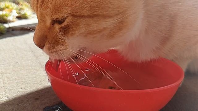 How Cats Drink Water (Slow Motion)