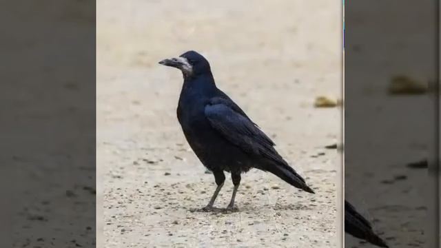 Онлайн викторина от Грачёвского СДК смотреть онлайн