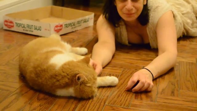 Sweet Flat faced Cat смотреть онлайн