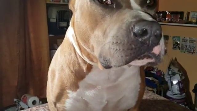 Устройство собаки-НОС смотреть онлайн