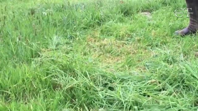 АСМР. Ручной покос травы