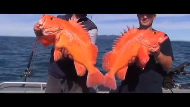 8 бессмертных животных смотреть онлайн