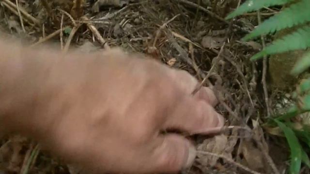 За БЕЛЫМИ ГРИБАМИ, как на огород. смотреть онлайн