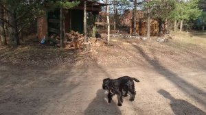 Русский охотничий спаниель