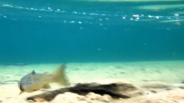 Testing Panasonic Lumix DMC-FT4 under water смотреть онлайн