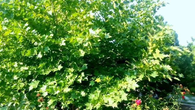 Платан - одно из трех самых древних растений планеты смотреть онлайн