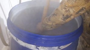 Рожь на кодзи