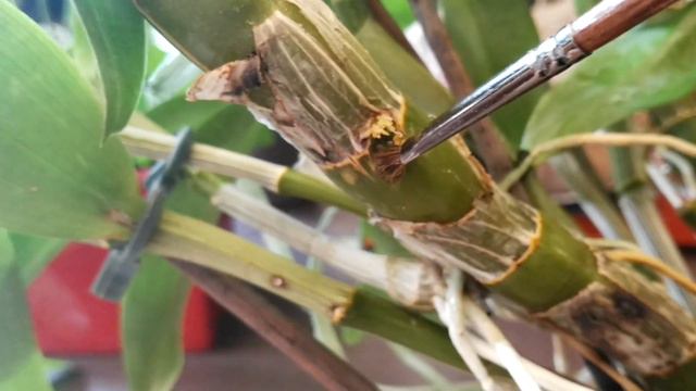 Ορχιδέα Dendrobium 🌺 Αφαίρεση keiki.🚑 смотреть онлайн
