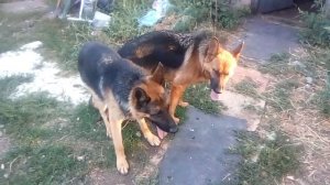 Вязка собак немецкая овчарка видео