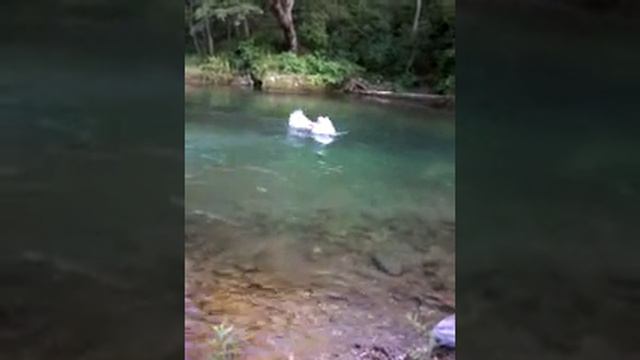 Прозрак в горной реке с берега смотреть онлайн