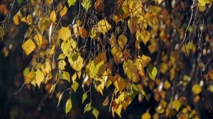 Какие декоративные деревья посадить на даче