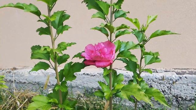 Гибискус сирийский Малиновый шифон смотреть онлайн