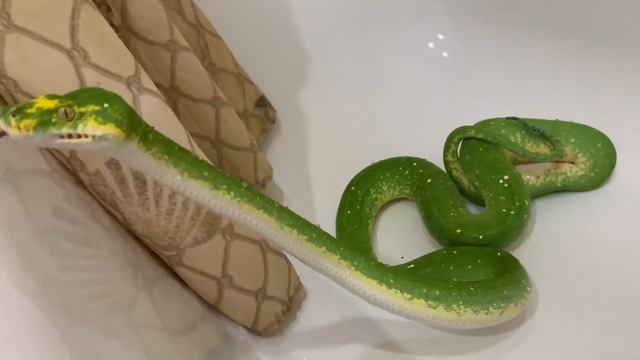 Зеленый питон принимает ванну! Washing a green python in the bathroom смотреть онлайн