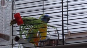 Травяной лазурный попугайчик