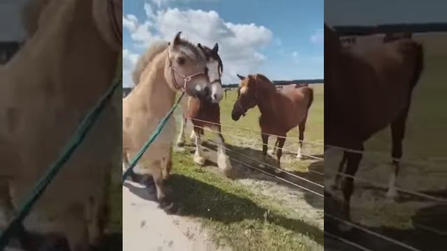 Какие ритуалы знакомства у лошадей? Изящно и ну очень громко! смотреть онлайн