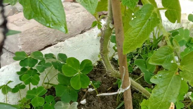 #garden #gardening #myrooftopgarden  #ছাদবাগান