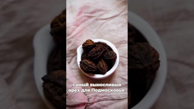 Маньчжурский орех - самый зимостойкий орех для Подмосковья смотреть онлайн