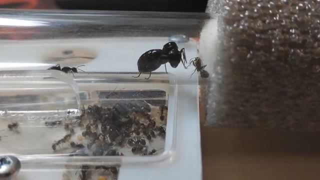 MESSOR MUTICUS,ОТВЕТЫ НА ВОПРОСЫ,ОБЗОР ВСЕХ СЕМЕЙ