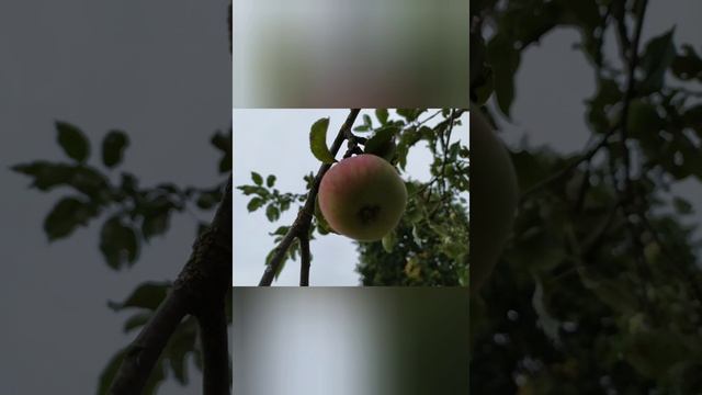 #6августа - Борис и Глеб смотреть онлайн