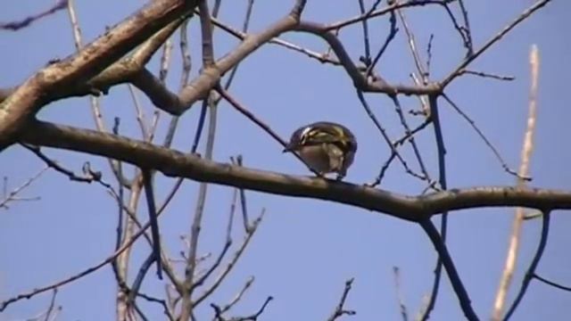 "Ой, у вишневому саду". Хортица Весна 2010 смотреть онлайн