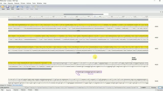 Primer Design |in Silico Cloning | SnapGene | UCSC Genome Browser