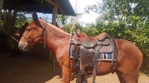 Как объезжать 🐎 лошадей,How to make horse more friendly with a Man.