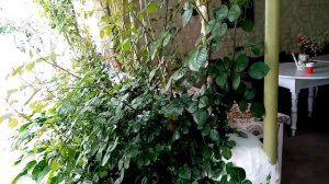 ИЗБАВЛЯЕМСЯ ОТ ДИАБЕТА НАВСЕГДА ПО ПРОФ. НЕУМЫВАКИНУ 25.05.2020 г.