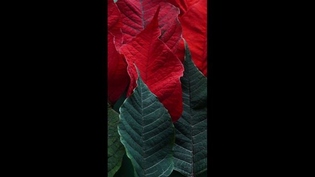 Bo Hansson - Ur Trollkarlens Hatt