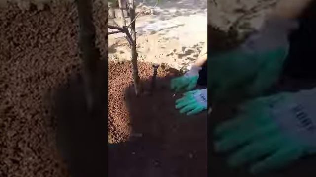 Первая подготовка деревьев к зимовке смотреть онлайн