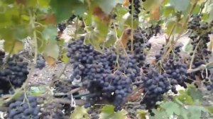 Виноград Фиолетовый ранний, урожай 2017 года