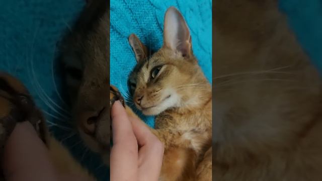 Абиссинская кошка сладко засыпает 🐈