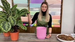 Пересадка калатеи / особенности ухода