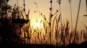 ЖЕНЬКА (Стоит средь лесов деревенька) исп. Наталия Муравьева Лучшие песни 60 годов под гитару Ретро