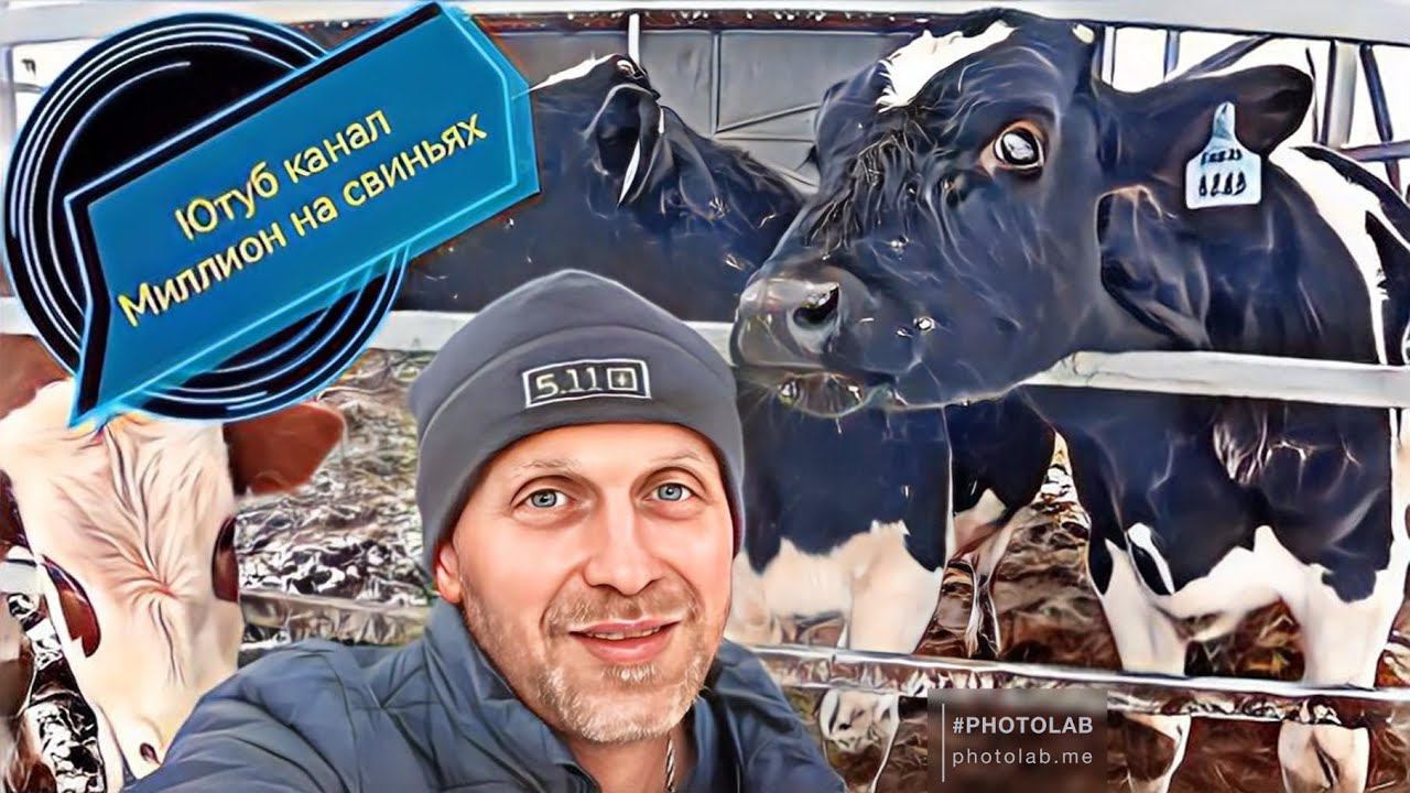 Отправил поросят в другие регионы России! Нипильные поилки для свиней!Быки будут жить на улице зимой смотреть онлайн