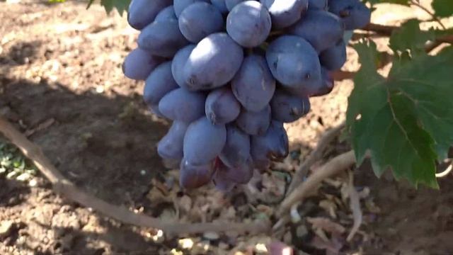 Г.ф. богатырь смотреть онлайн