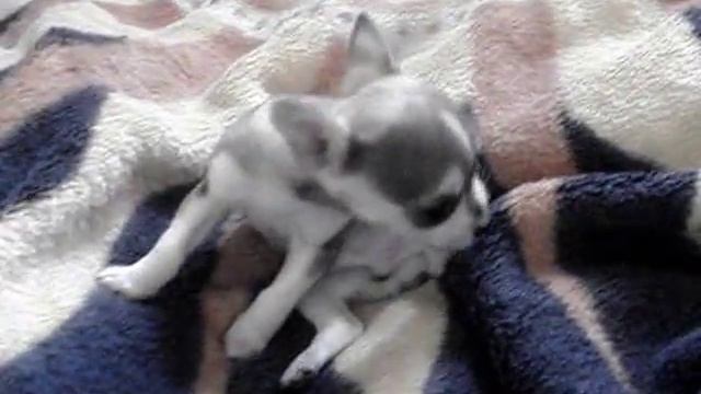 Husky the Chihuahua Puppy смотреть онлайн