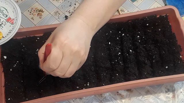 Выращивание виолы. Посев часть 1. смотреть онлайн