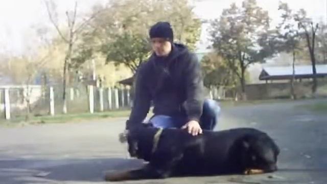 Основы дрессировки команда ЛЕЖАТЬ смотреть онлайн