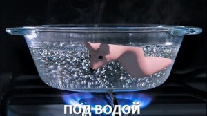 13 Приключений Мышки Сосиски