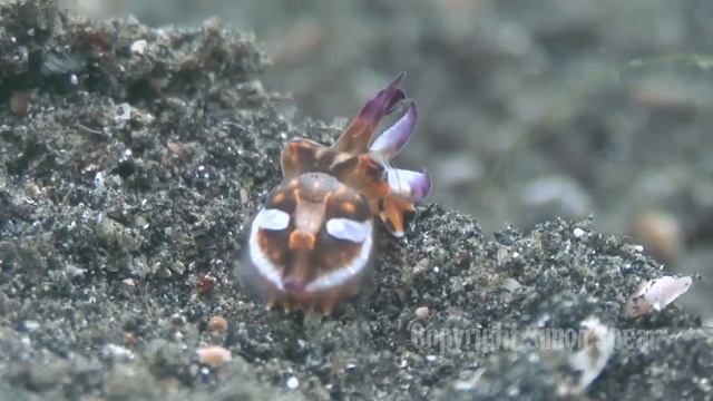 Circle of Life: Life & Death смотреть онлайн